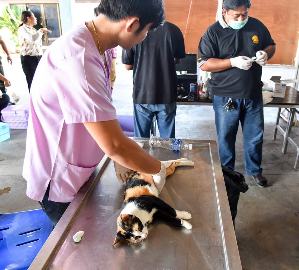 โครงการควบคุมและป้องกันโรคพิษสุนัขบ้าด้วยการทำหมั่น ภายใต้โครงการสัตว์ปลอดโรค คนปลอดภัย จากโรคพิษสุนัขบ้า